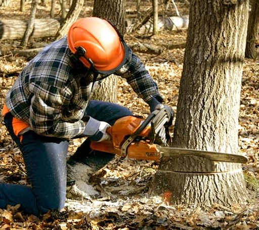 Tree Removal in New Park, PA